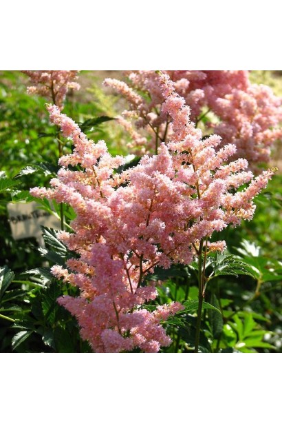 Астильба японська Європа квіти